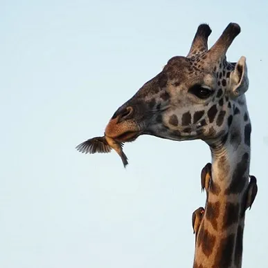 7 Days Private Safari
