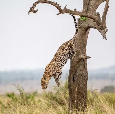 Tanzania Wildlife