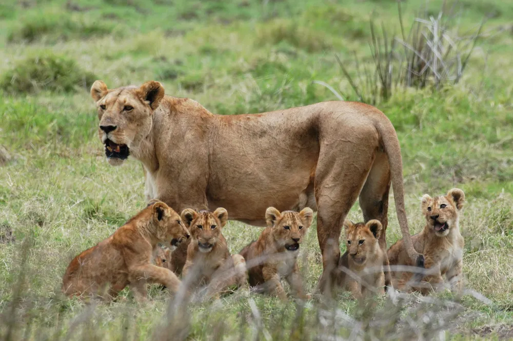 Mikumi National Park