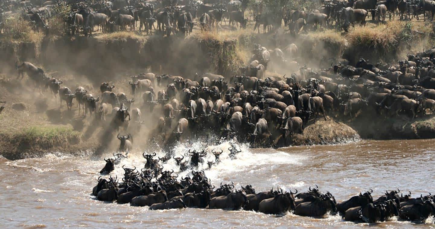 8 Days Migration Photo